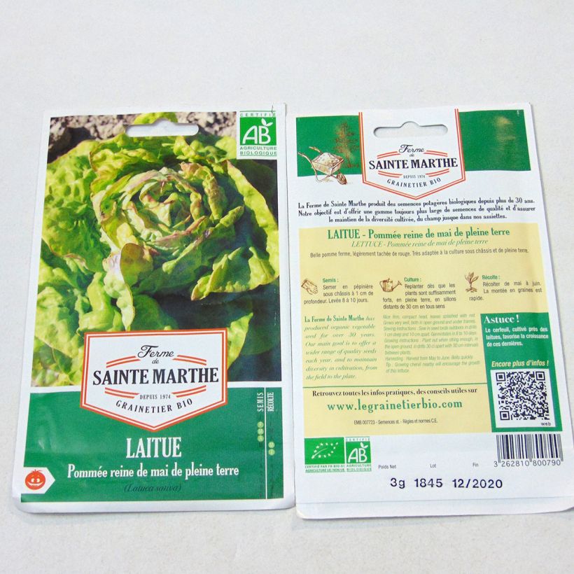 Ejemplo de ejemplar de Lechuga Reine de Mai Bio - Ferme de Sainte Marthe tal y como se entrega