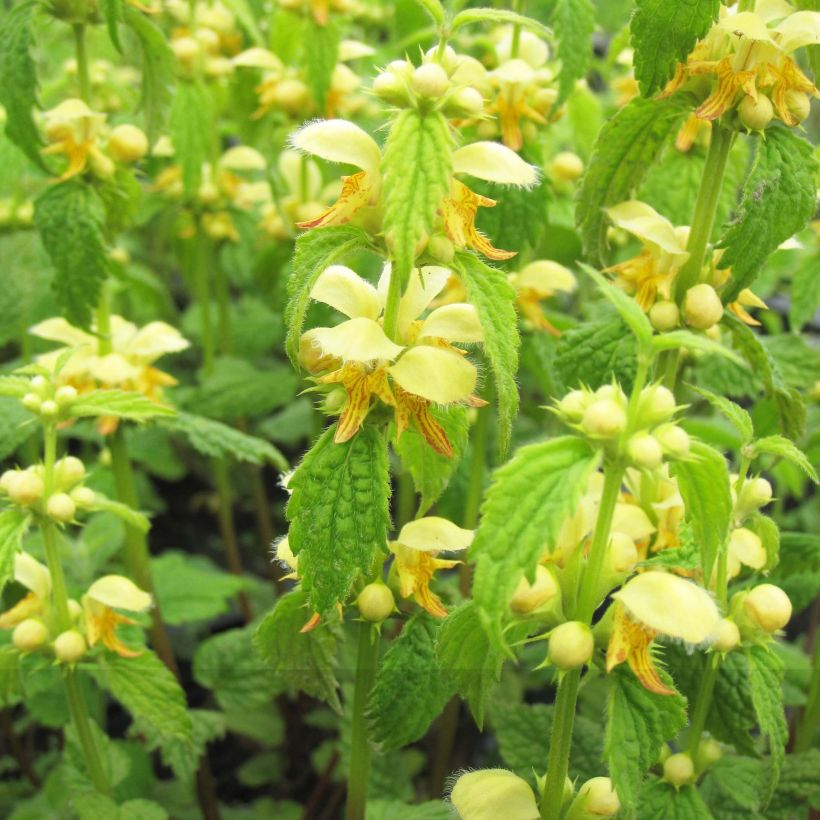 Lamium galeobdolon - Arcángel amarillo (Floración)