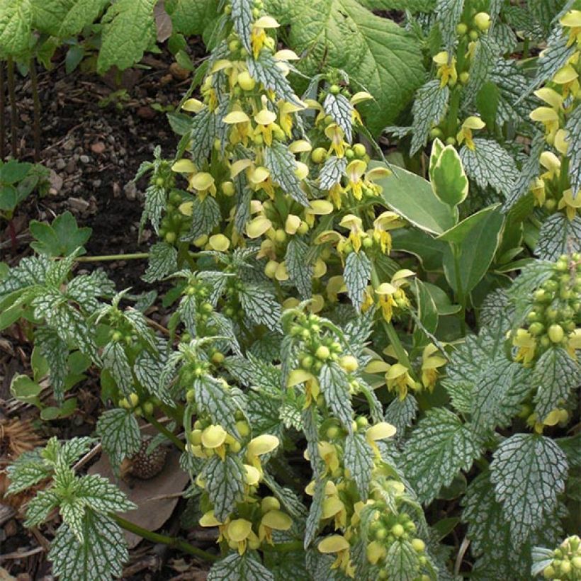 Lamium galeobdolon Hermann's Pride - Arcángel amarillo (Floración)