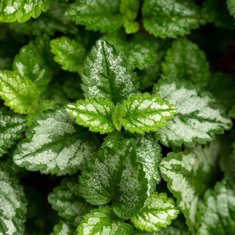 Lamium galeobdolon - Arcángel amarillo (Follaje)