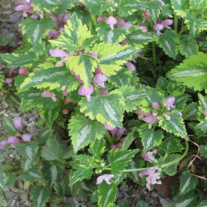 Lamium maculatum Anne Greenaway (Follaje)