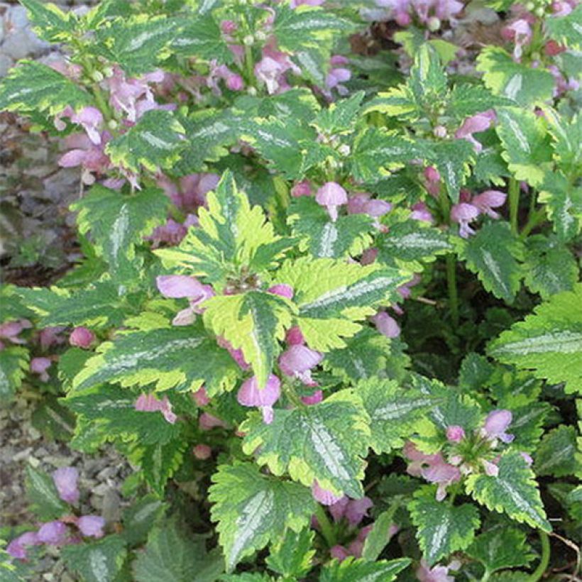 Lamium maculatum Anne Greenaway (Floración)