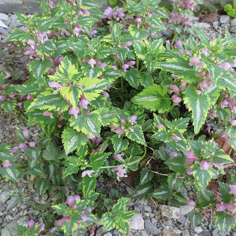 Lamium maculatum Anne Greenaway (Porte)