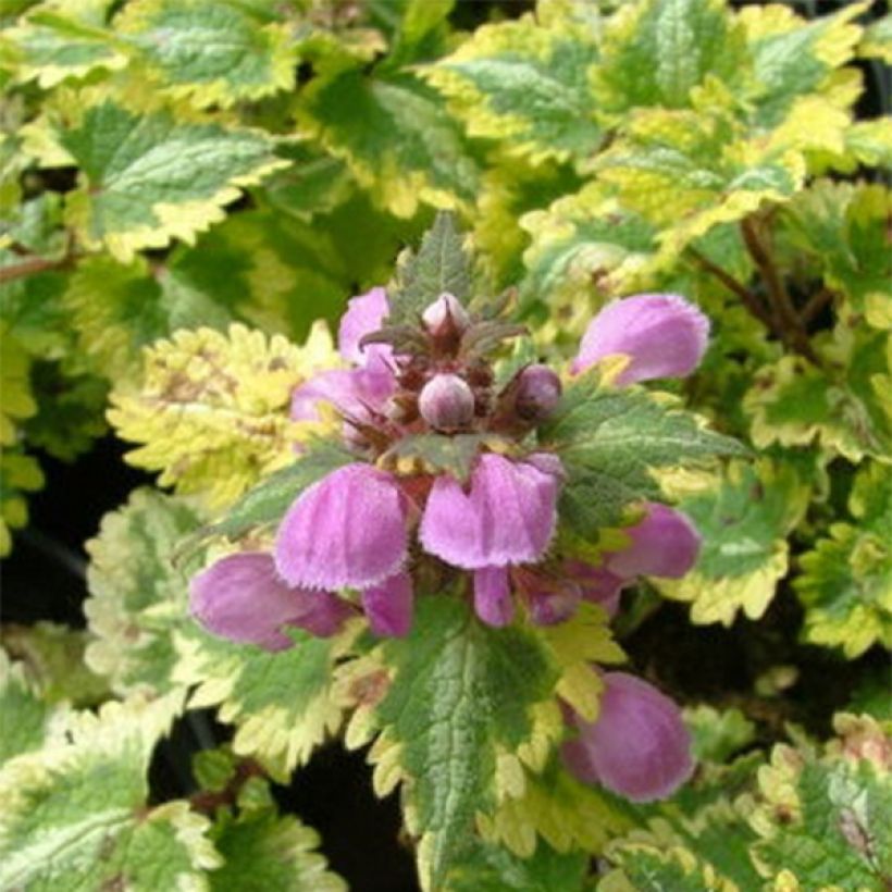 Lamium maculatum Golden Anniversary (Follaje)