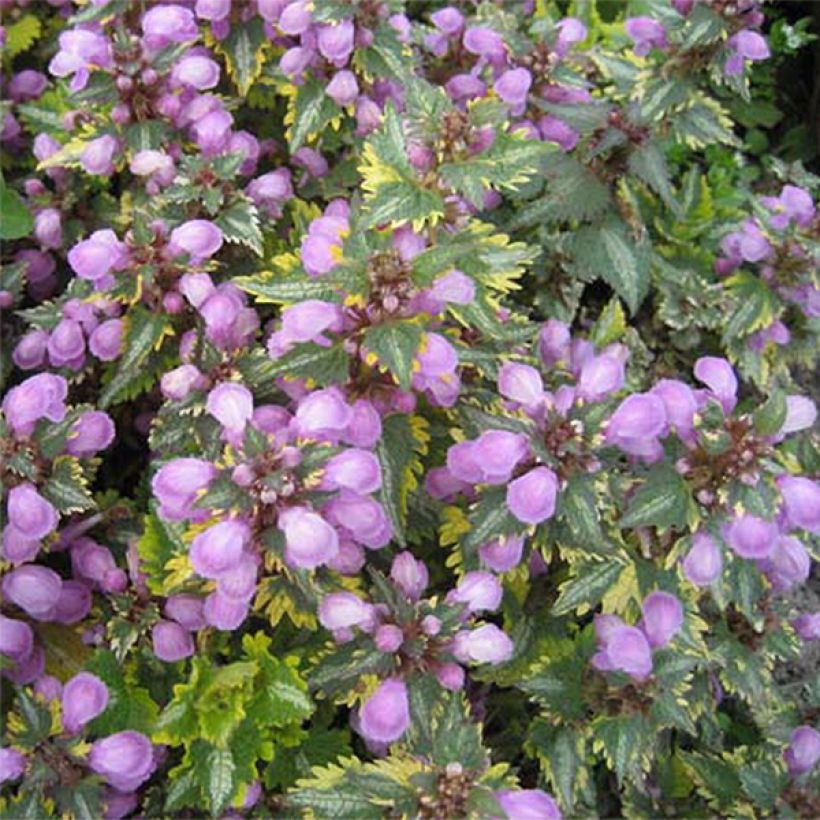 Lamium maculatum Golden Anniversary (Floración)