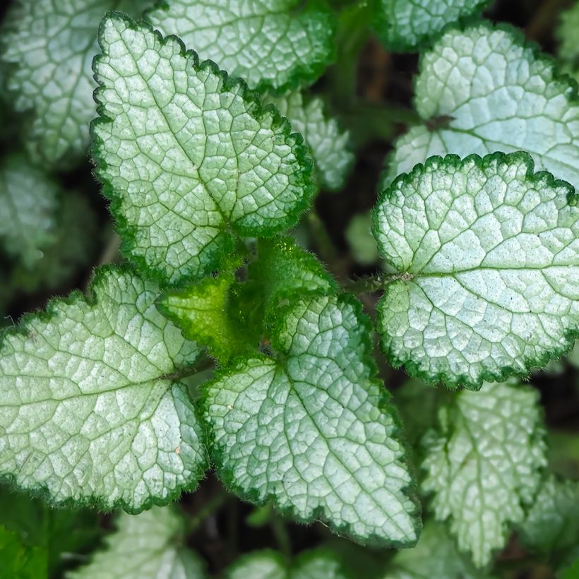 Lamium maculatum Beacon Silver (Follaje)