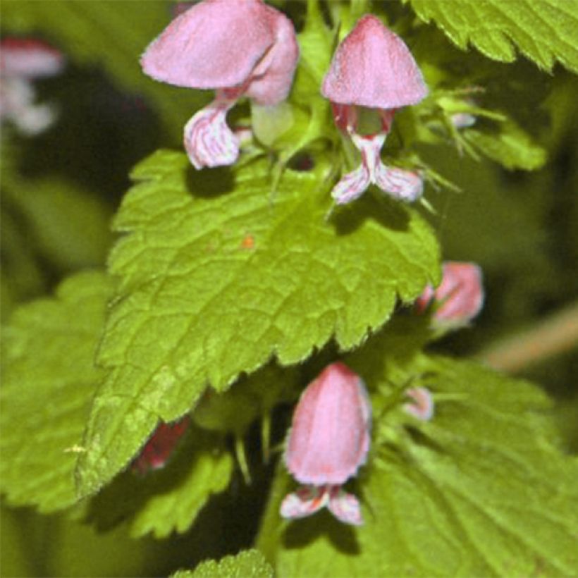 Lamium maculatum Cannon s Gold (Follaje)