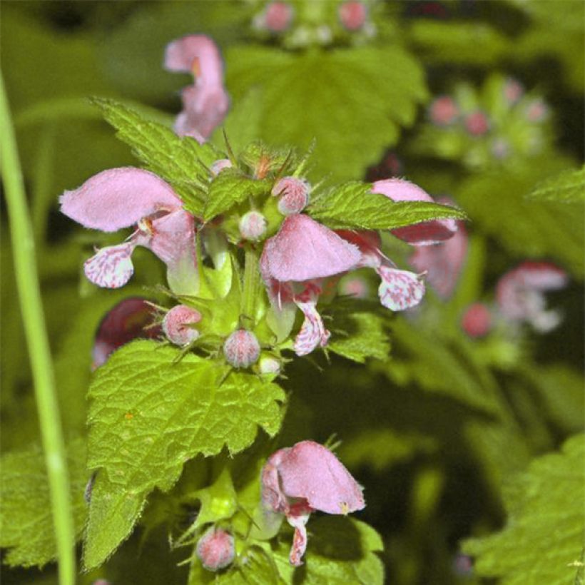 Lamium maculatum Cannon s Gold (Floración)