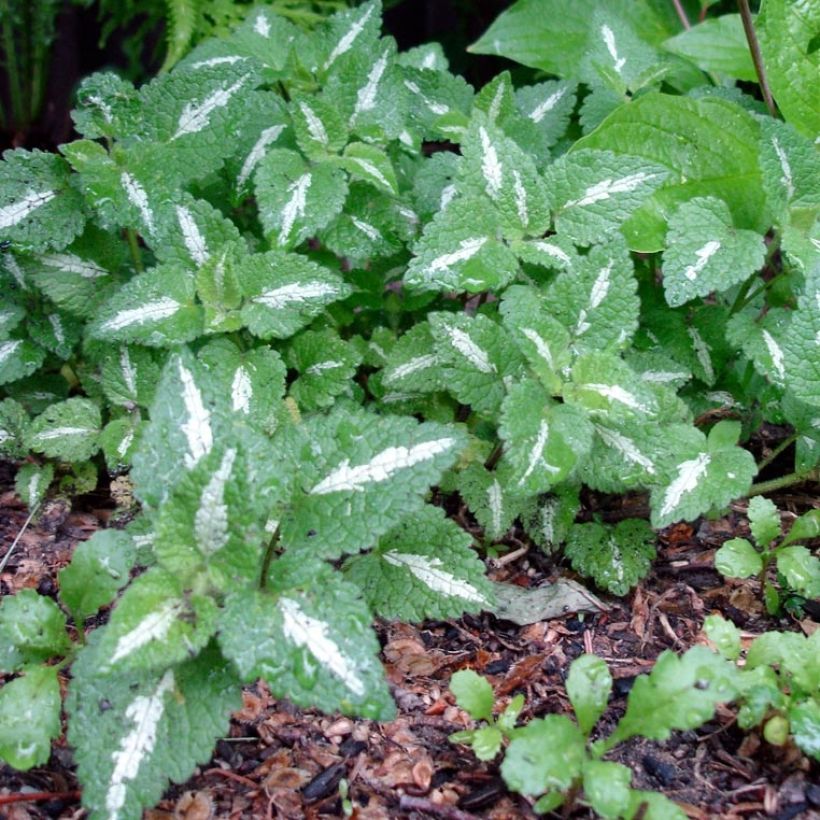 Lamium maculatum Chequers (Follaje)