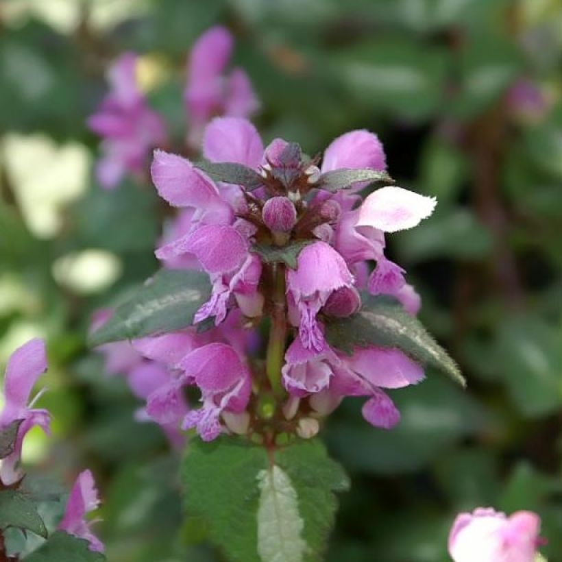 Lamium maculatum Chequers (Floración)