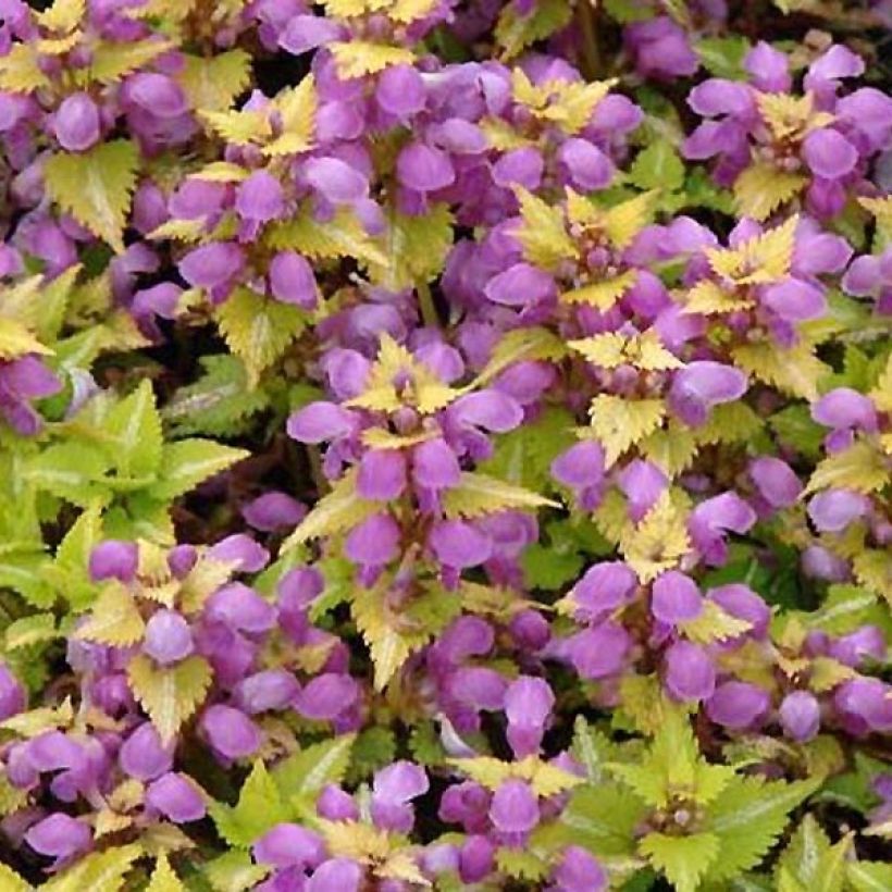 Lamium maculatum Golden Nuggets (Floración)