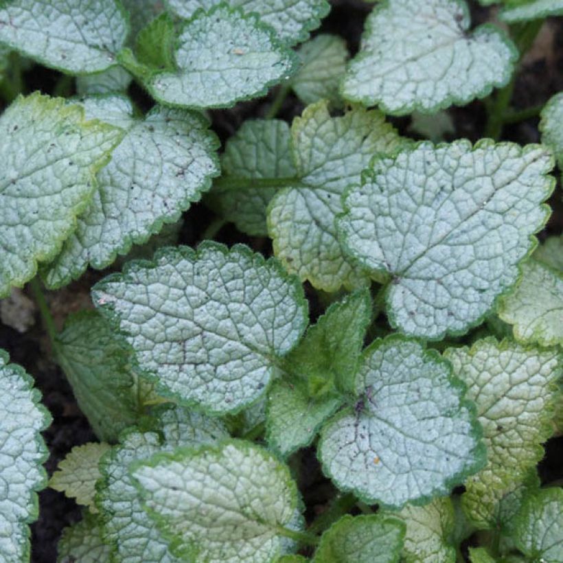 Lamium maculatum Pink Pewter (Follaje)