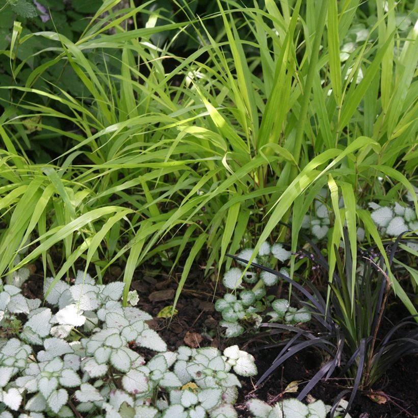 Lamium maculatum Pink Pewter (Porte)