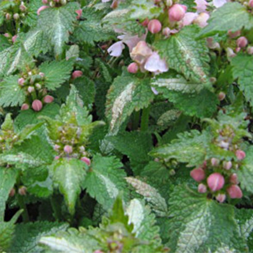 Lamium maculatum Purple Dragon (Follaje)