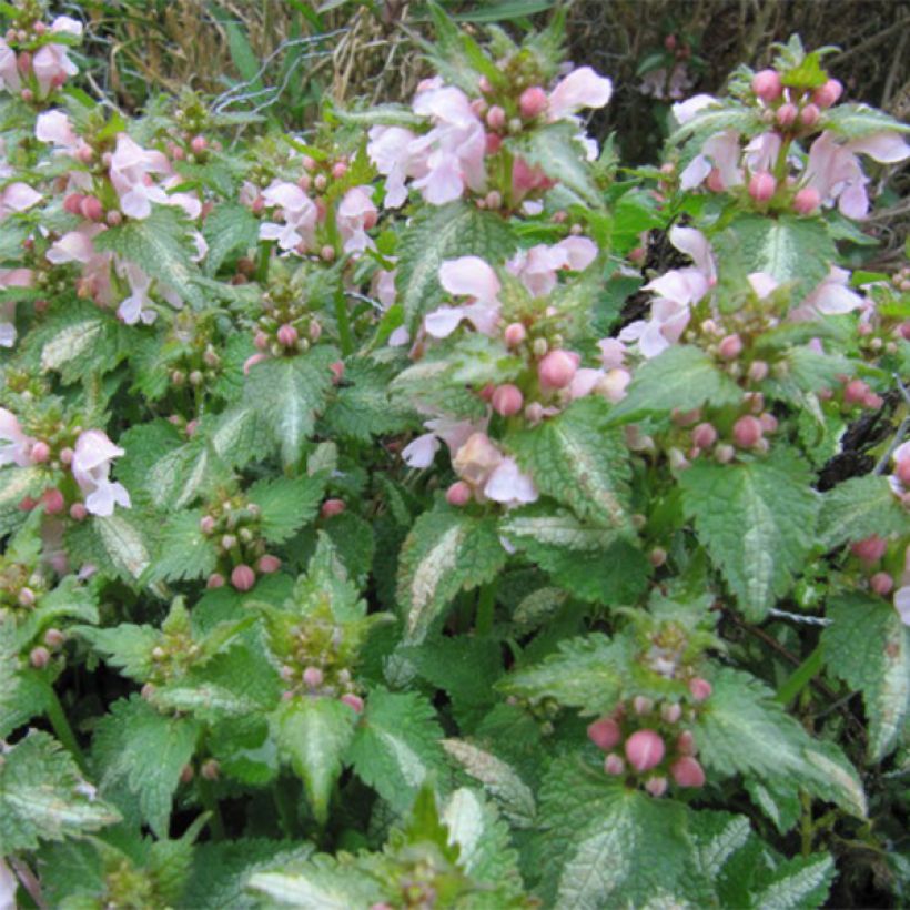 Lamium maculatum Purple Dragon (Floración)