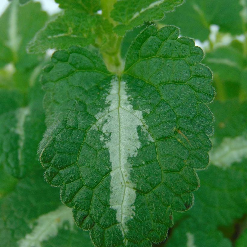 Lamium maculatum Roseum (Follaje)