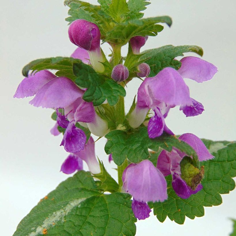 Lamium maculatum Roseum (Floración)