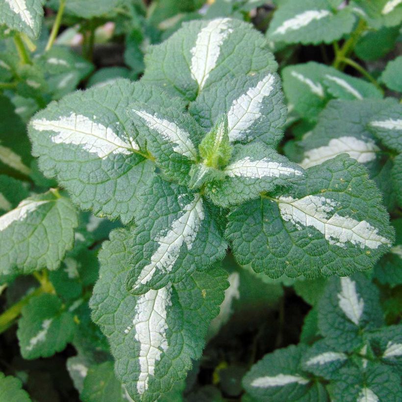 Lamium maculatum Shell Pink (Follaje)