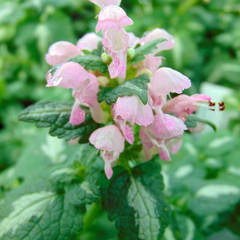 Lamium maculatum Shell Pink (Floración)