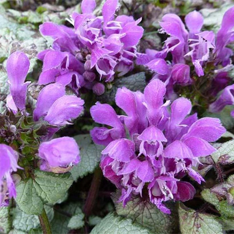 Lamium maculatum Silver Sterling (Floración)