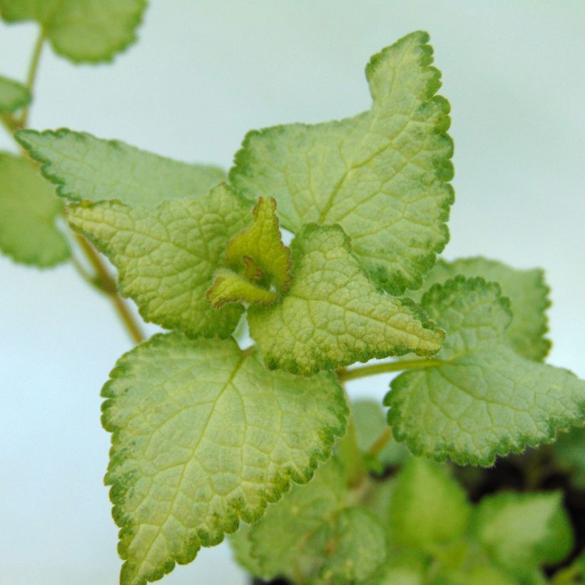 Lamium maculatum Silver Sterling (Follaje)