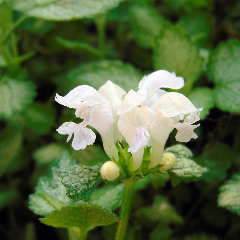 Lamium maculatum White Nancy (Floración)