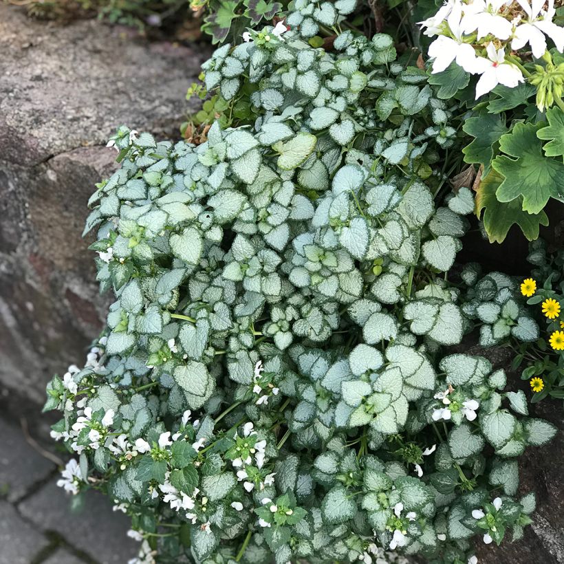 Lamium maculatum White Nancy (Porte)