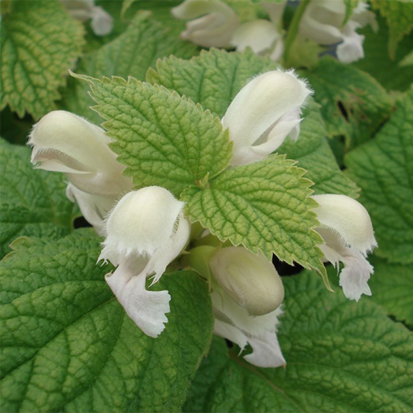 Lamium orvala Album - Ortiga menor (Floración)