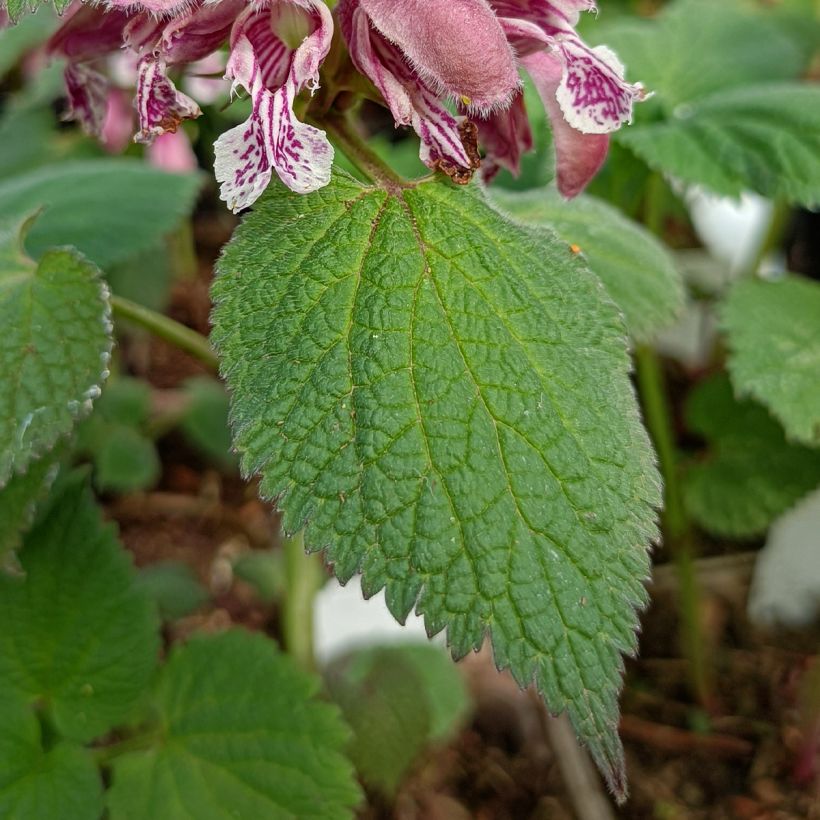 Lamium orvala - Ortiga menor (Follaje)