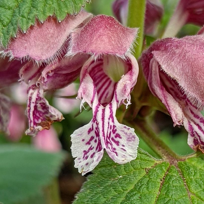 Lamium orvala - Ortiga menor (Floración)