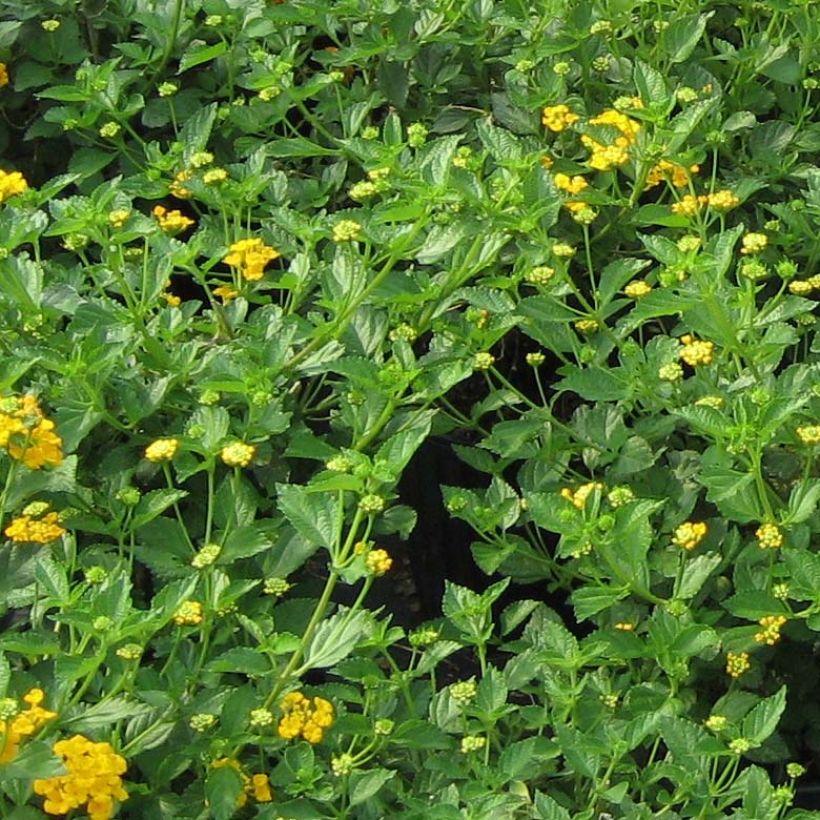 Lantana camara Chapel Hill Gold (Follaje)