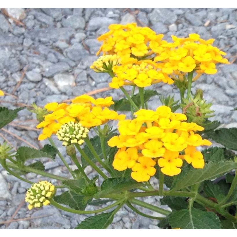 Lantana camara Chapel Hill Gold (Floración)