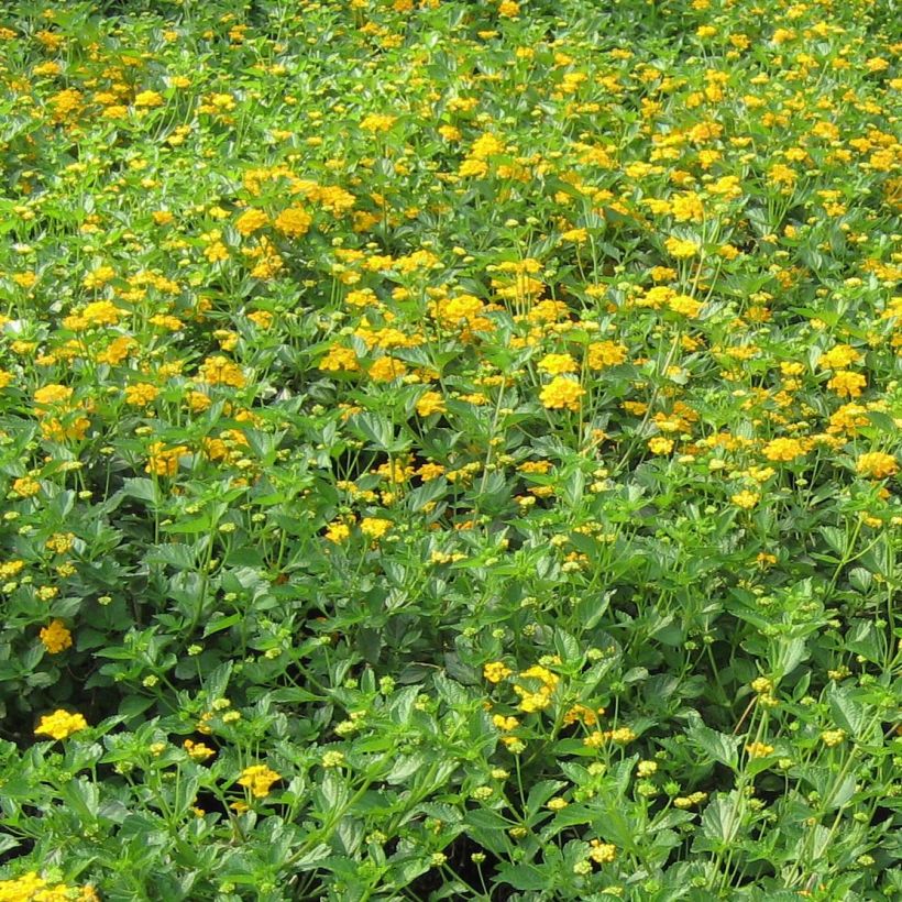 Lantana camara Chapel Hill Gold (Porte)