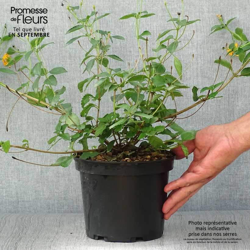 Ejemplar de Lantana Chapel Hill Gold Pot de 2L/3L entregado en otoño