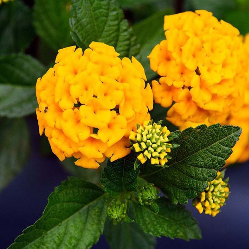 Lantana camara Chapel Hill Yellow (Floración)