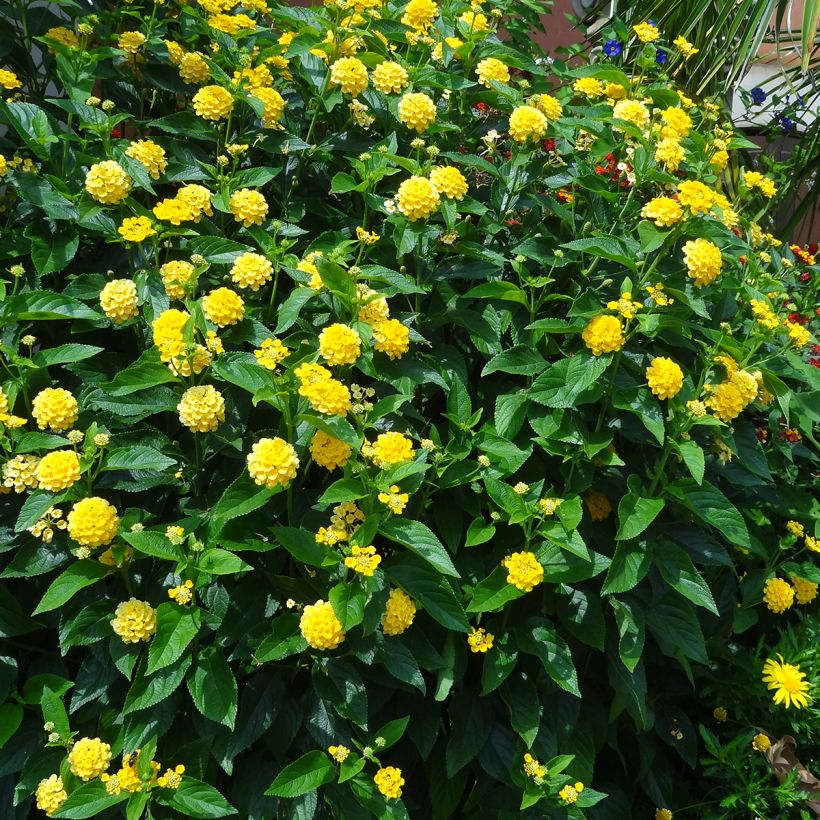 Lantana camara Chapel Hill Yellow (Porte)