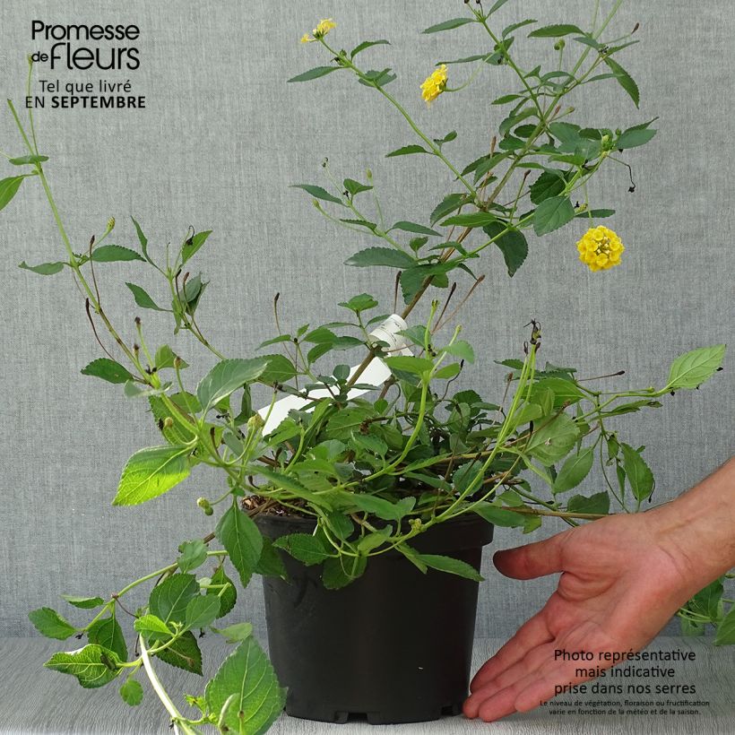 Ejemplar de Lantana Chapel Hill Yellow Pot de 2L/3L entregado en otoño