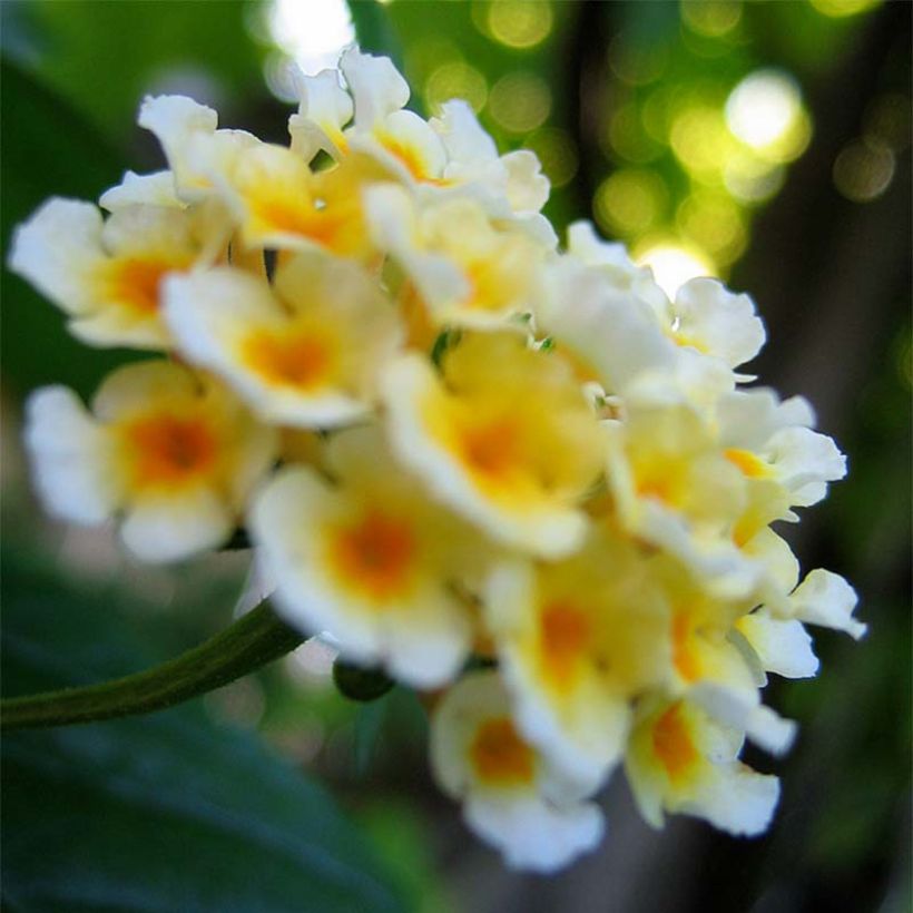 Lantana camara Chapel Sunny Side Up (Floración)