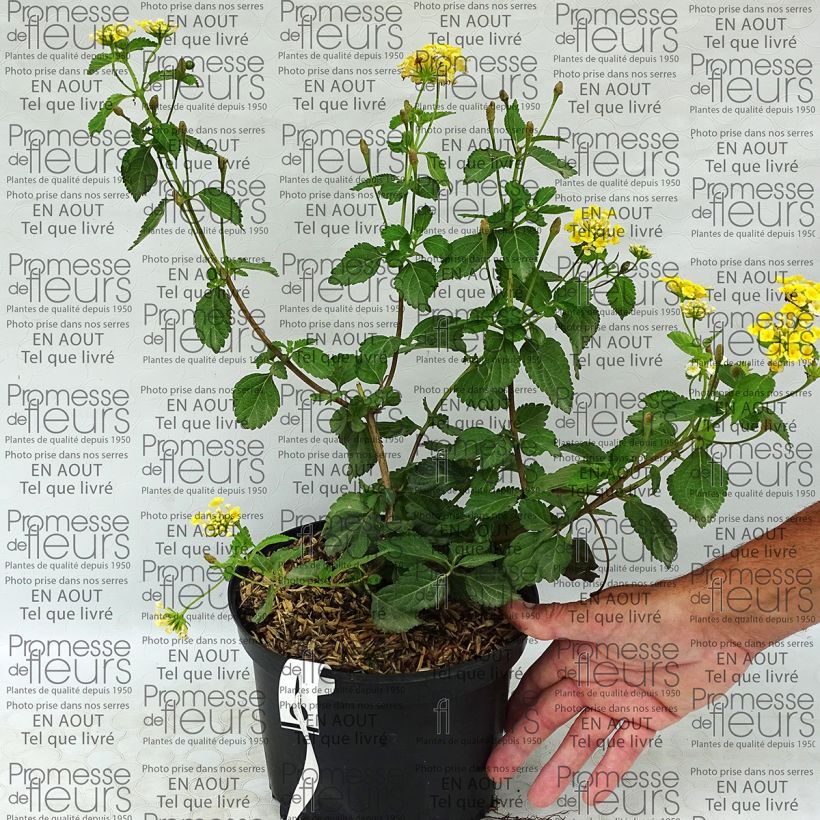 Ejemplo de ejemplar de Lantana Sunny Side Up Pot de 2L/3L tal y como se entrega