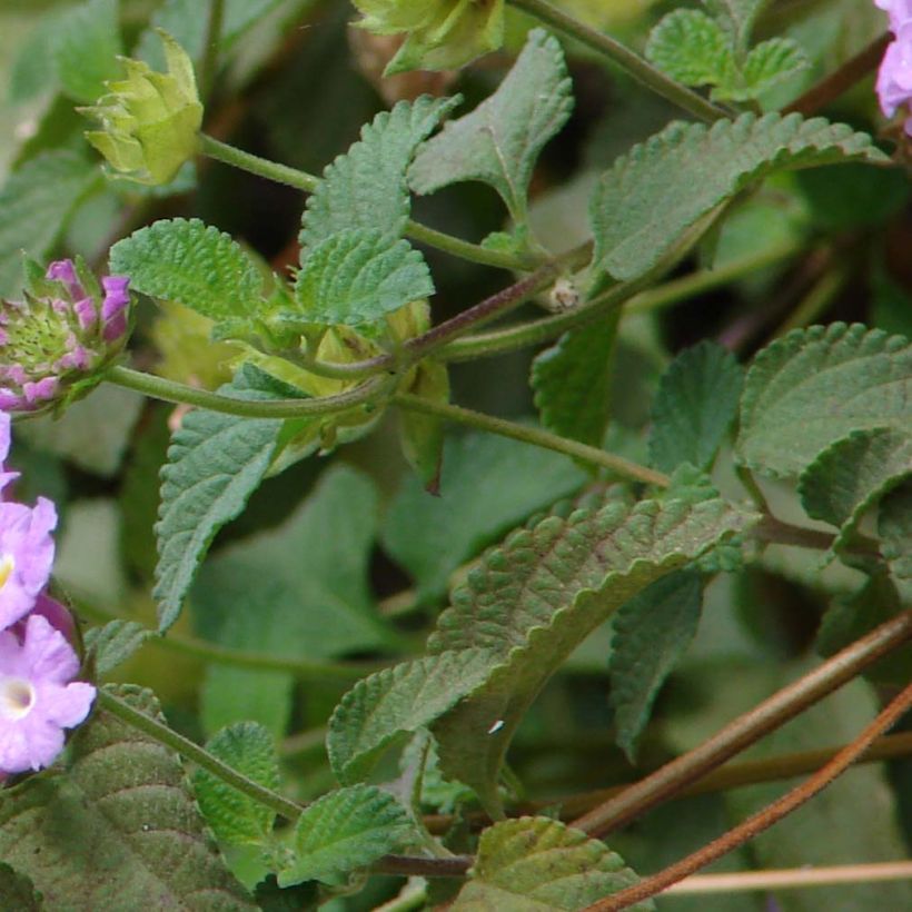 Lantana montevidensis Lila - Lantana rastrera (Follaje)