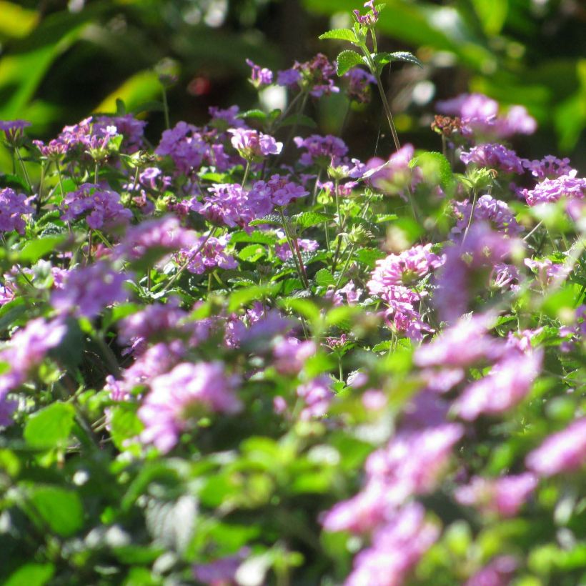 Lantana montevidensis Lila - Lantana rastrera (Floración)