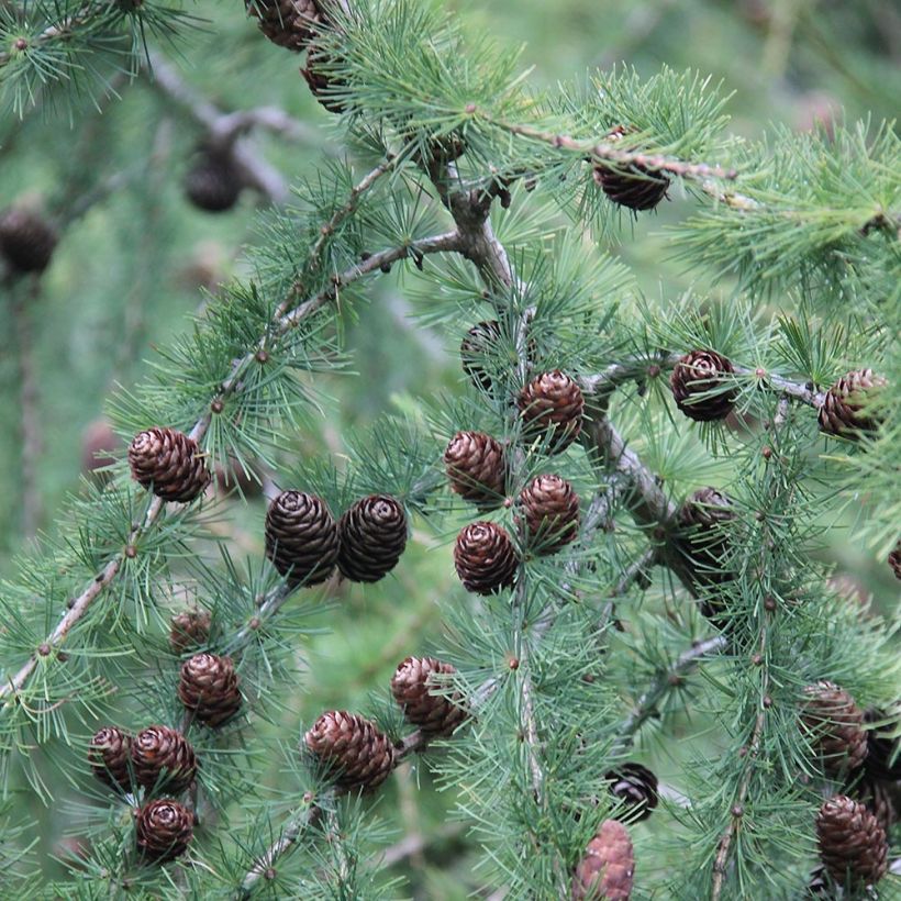 Alerce europeo - Larix decidua (Follaje)