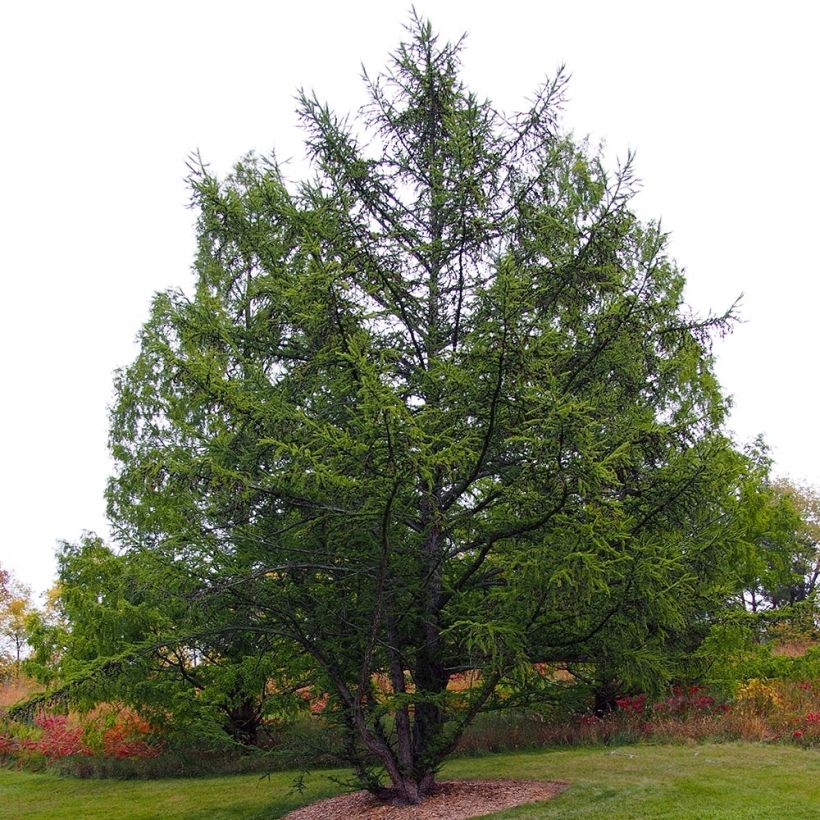 Alerce europeo - Larix decidua (Porte)