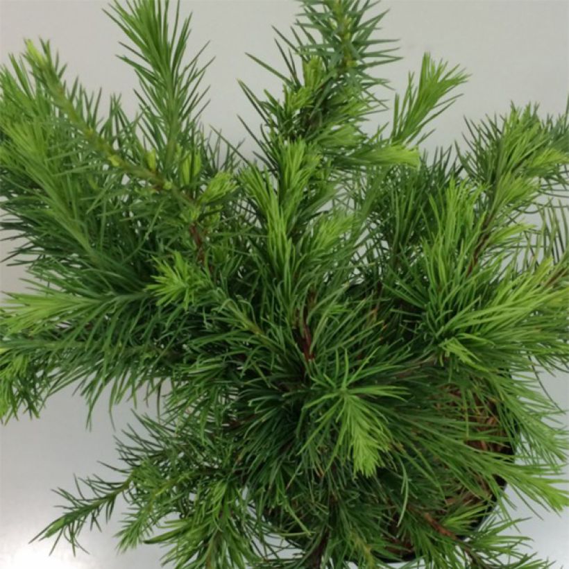 Larix decidua Little Bogle - Alerce europeo (Follaje)