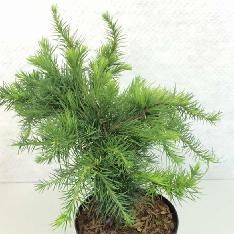 Larix decidua Little Bogle - Alerce europeo (Porte)