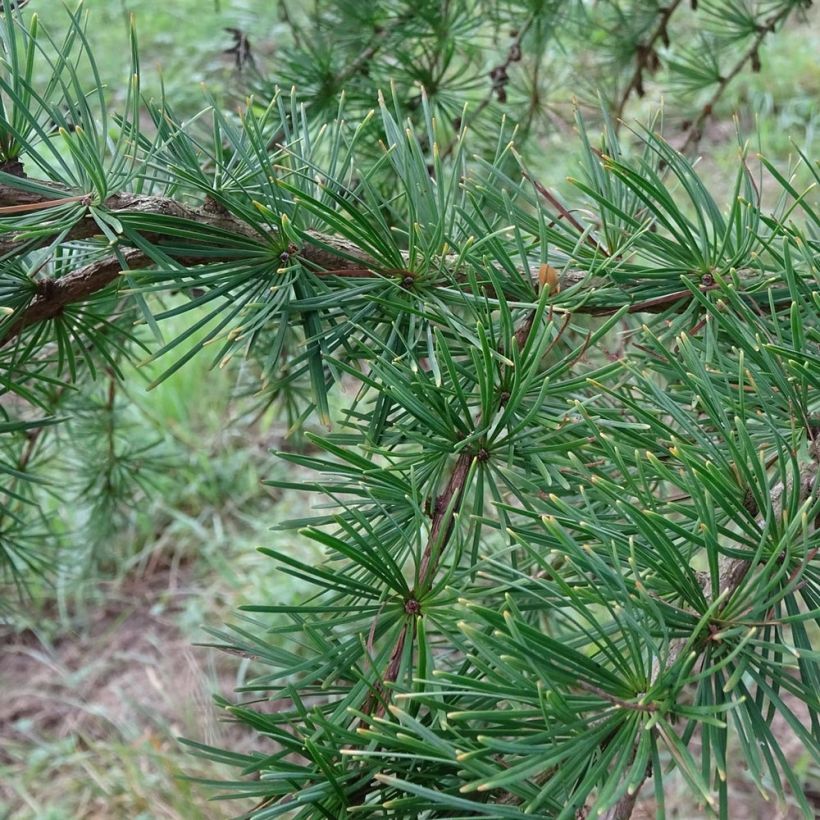 Alerce del Japón - Larix kaempferi (Follaje)