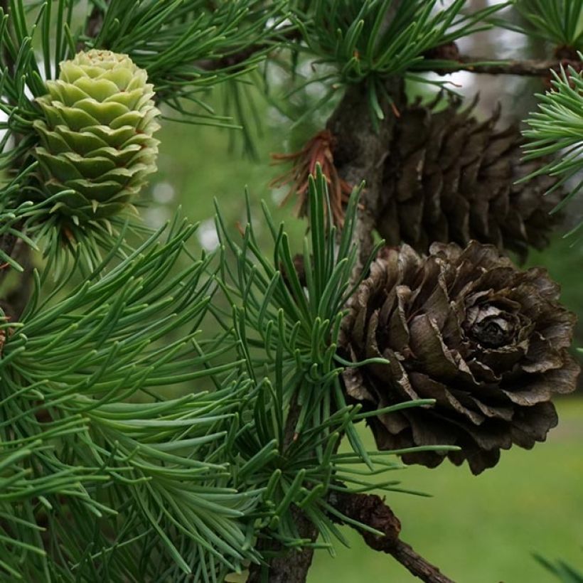 Alerce del Japón - Larix kaempferi (Cosecha)