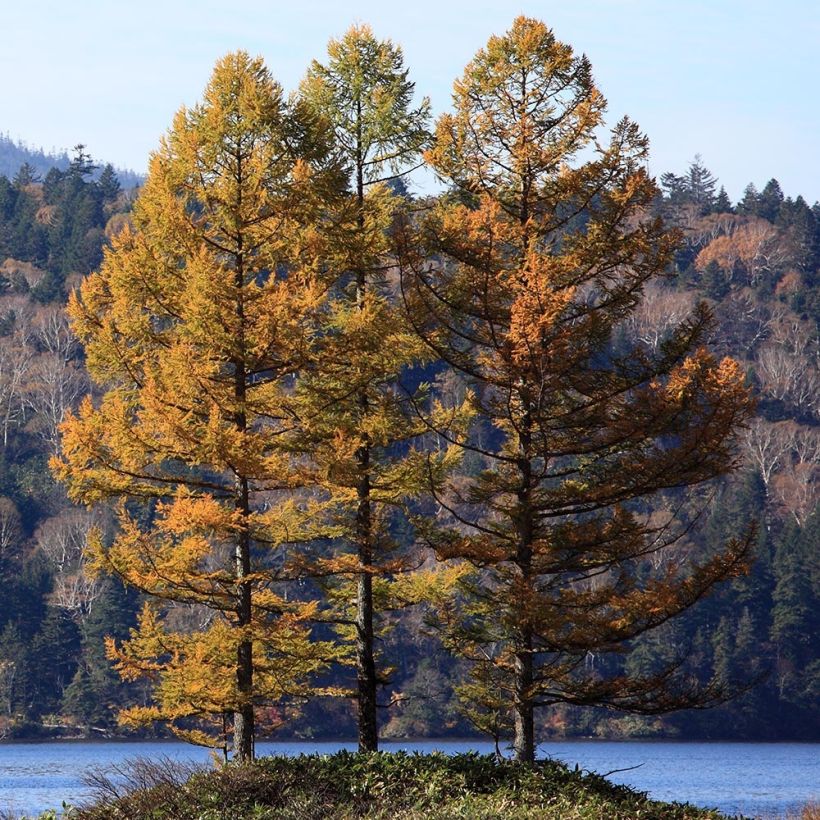 Alerce del Japón - Larix kaempferi (Porte)