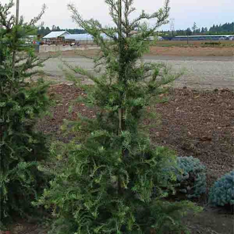 Larix kaempferi Diana - Alerce del Japón (Porte)