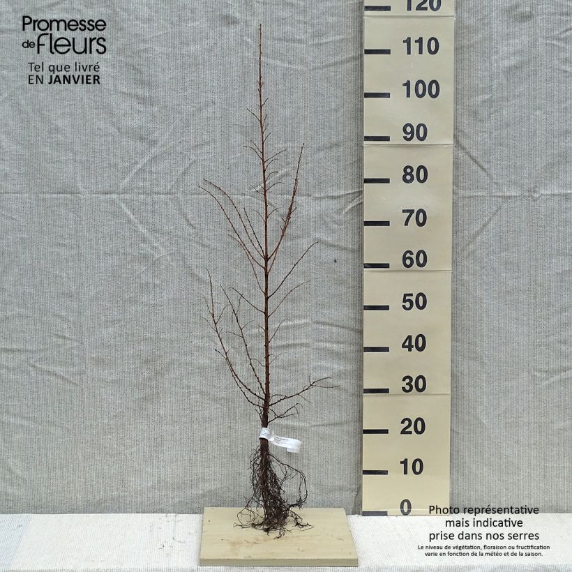 Alerce del Japón - Larix kaempferi Raíces desnudasAltura de entrega aprox. 60/90cm Ejemplar entregado en invierno